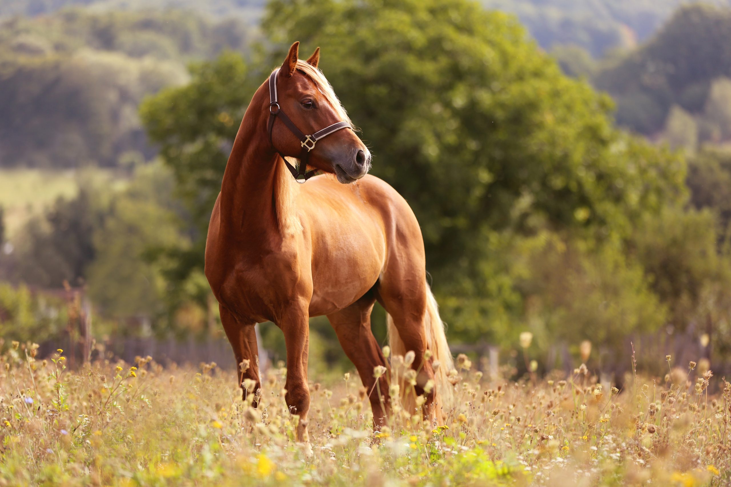 Pferd