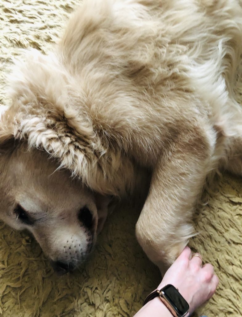 Hund