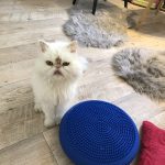 Propriozeptives Training